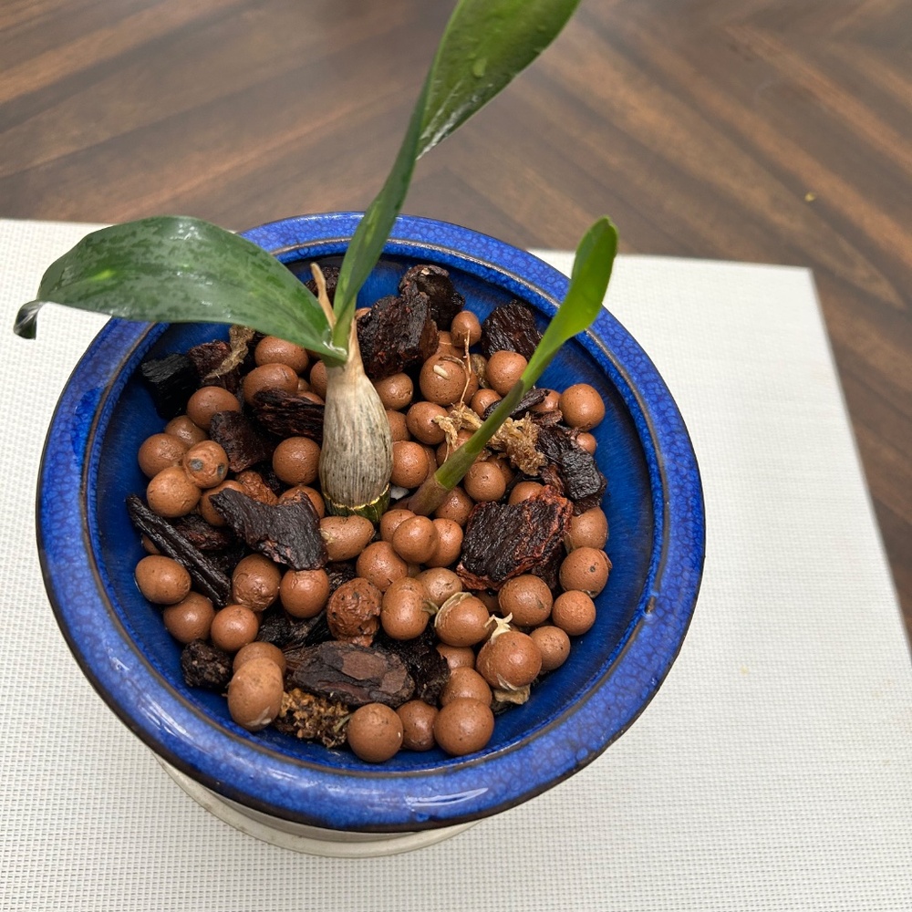🌼 Rare Australian Dendrobium Orchid ( Only 1 offered this year)_ Collection #3. - Picture 10 of 13